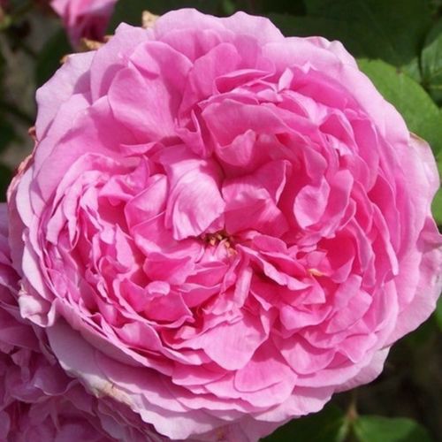 Vendita, rose rose portland - rosa - Rosa Madame Knorr - rosa intensamente profumata - Victor Verdier - I fiori sono pieni e profumati. Hanno un colore rosa chiaro più scuro al centro.